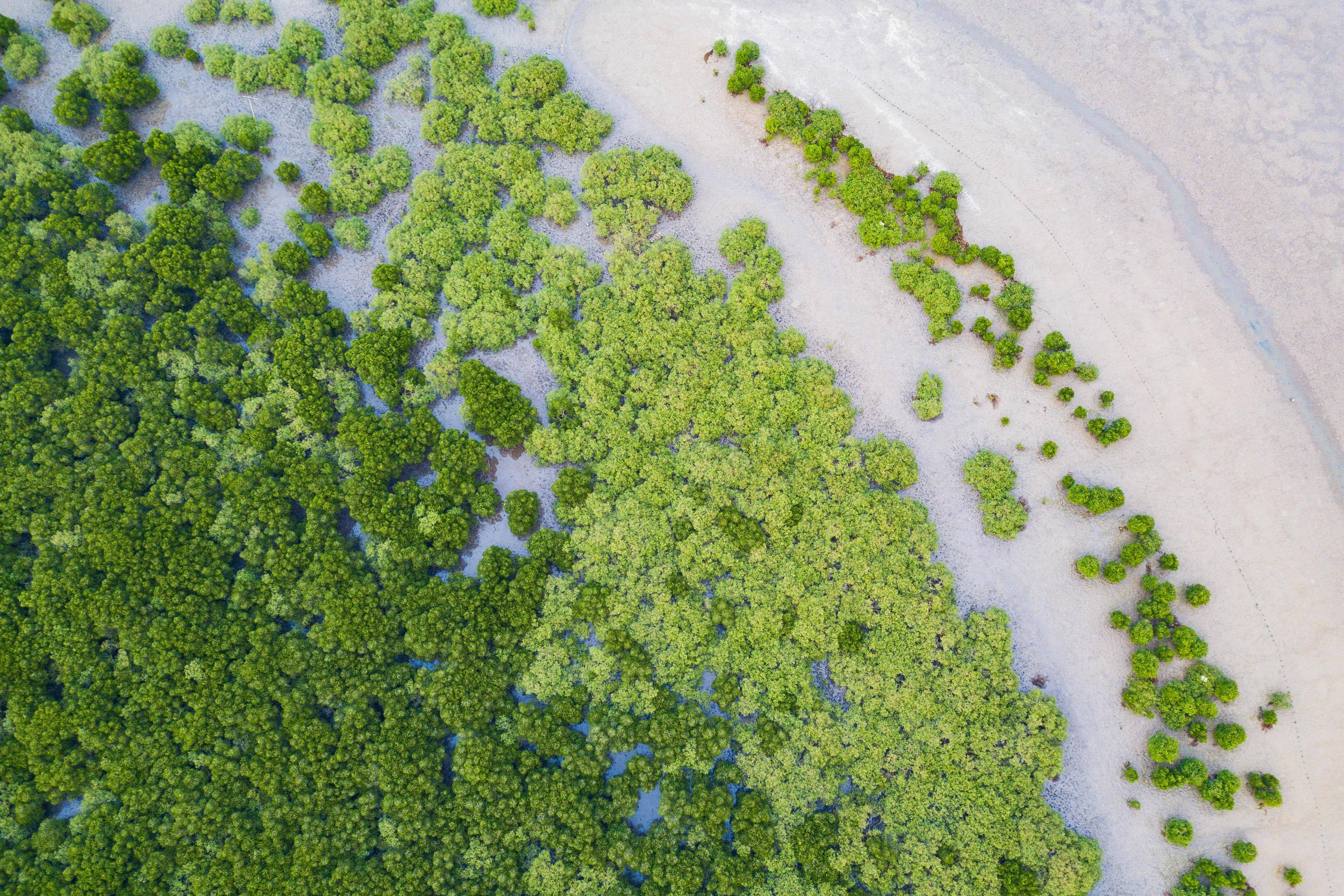 道孟河,芙蓉河湿地;以湿地 红树林修复模式修复海南东寨港国家级