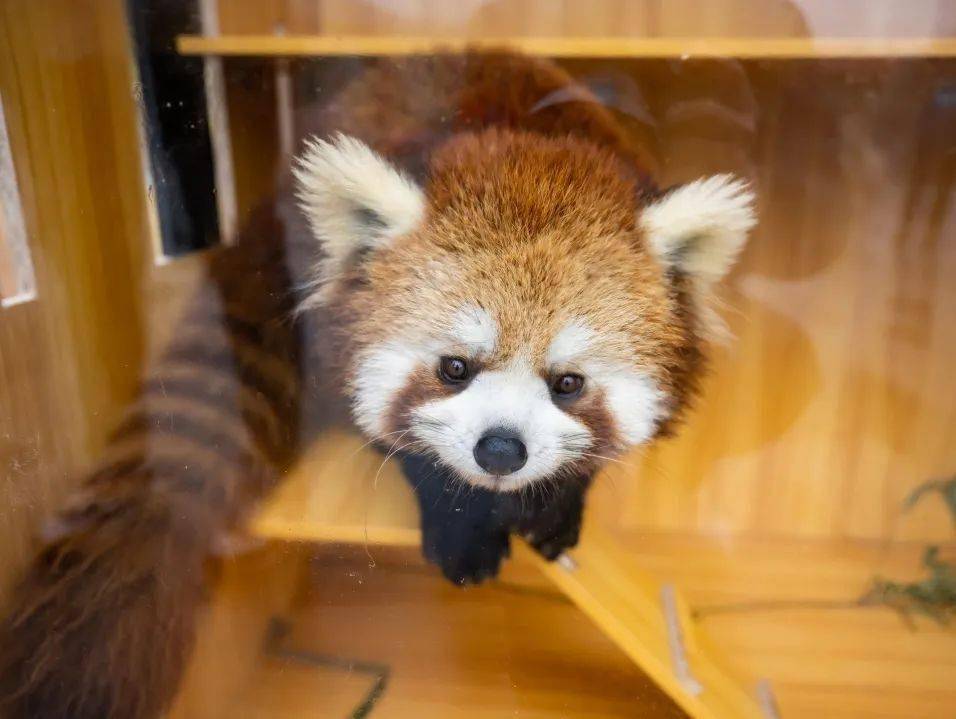 尋龍見喜動物園給來園的遊客送去新春快樂和福氣.