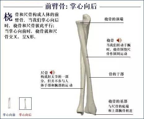 全身骨骼系統解剖圖譜彙總!_網絡_整理_熊貓