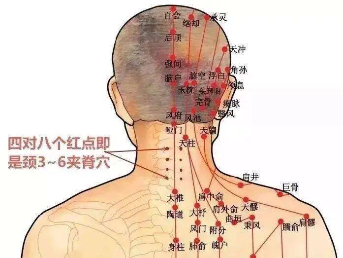 肩膀部位图解图片