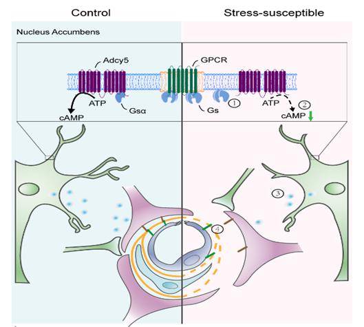 核d1神经元camptargeting camp in d1-msns in the nucleus accumbens