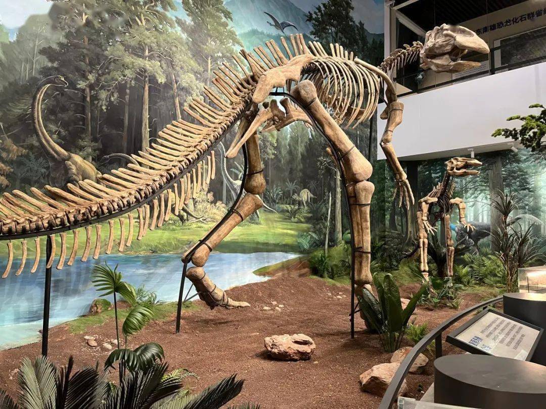 龙年就来南雄这里过大年!一起探寻恐龙的奥秘!_科普_中心_化石