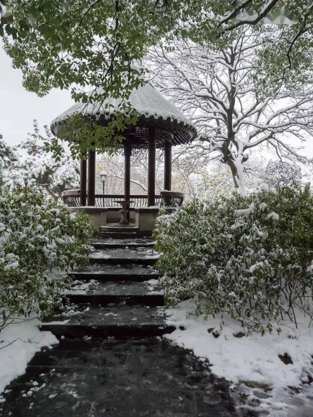 七律• 东篱临小雪