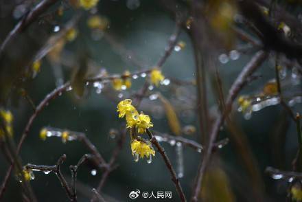 美!梅花傲寒綻放彷彿包了層糖衣_冰雪_六安_來源