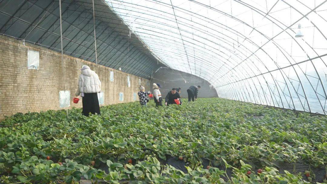 【文化兴农 农旅融合】七里庄村:冬日又闻草莓香 大棚产业助增收_种植