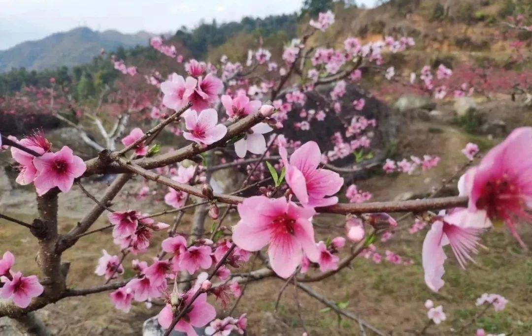 櫻花,桃花,梅花,映山紅,合歡花,油菜花……這些花兒黃得如金,粉得似霞