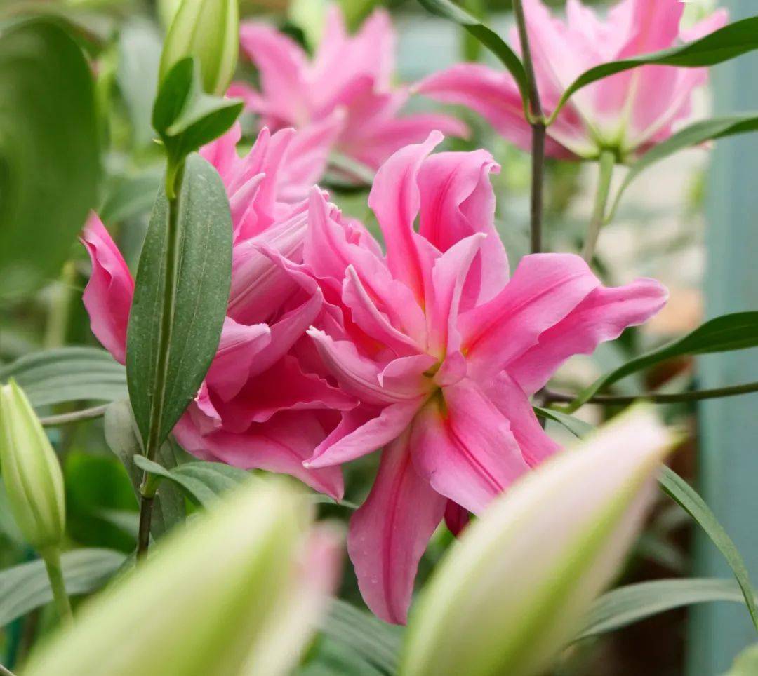 好多花_百合花_年味_花朵