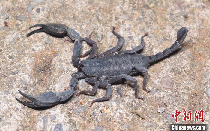 重庆阴条岭首次发现蝎目物种_蝎子_自然保护区_管理