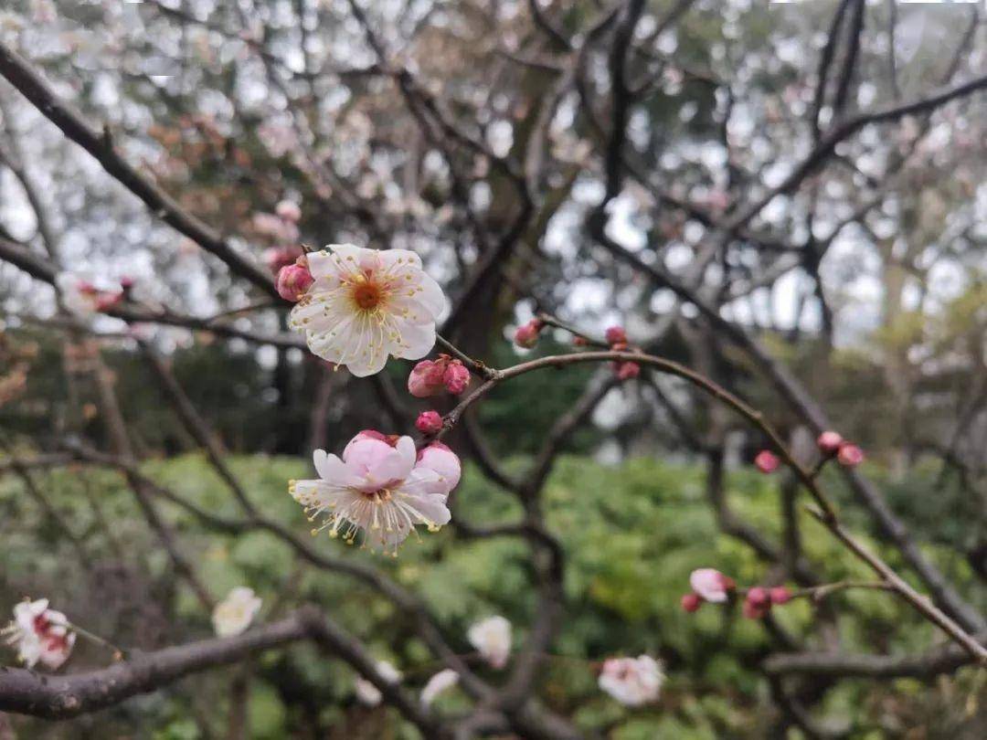 下周松江天气如何?最新预报抢先看→_气温_多云_显示