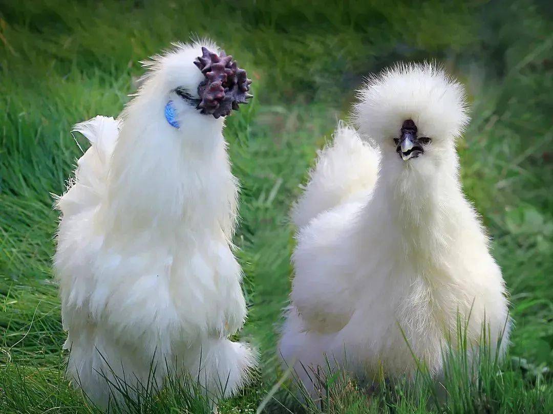 因具有"丛冠,缨头,绿耳,胡须丝毛,毛脚,五爪,乌皮,乌肉,乌骨"十大