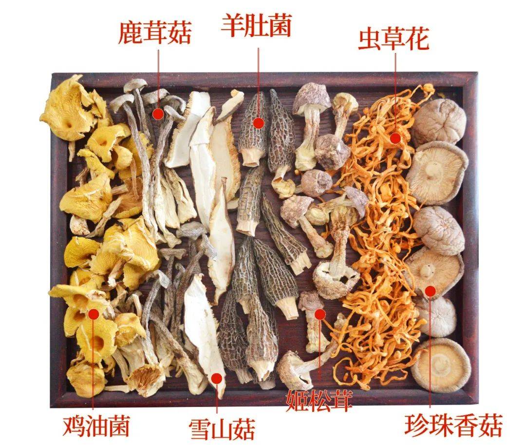 味增香的虫草嚼劲十足的姬松茸,菌盖饱满的鹿茸菇,嚼劲儿十足的鸡油菌