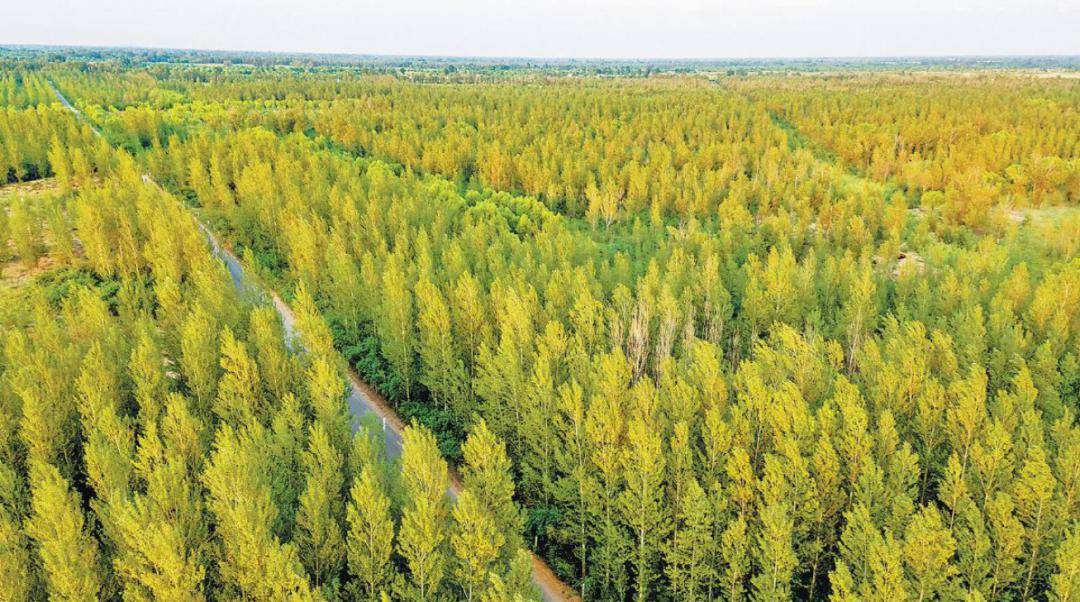 搭屏障,开壕沟,挖水渠……50年来,在一声声号角声中,一代代女民兵鏖战