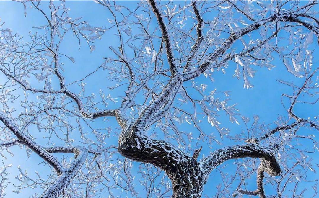 极美雪景,来了!南京气象最新发布_登山_紫金_重点