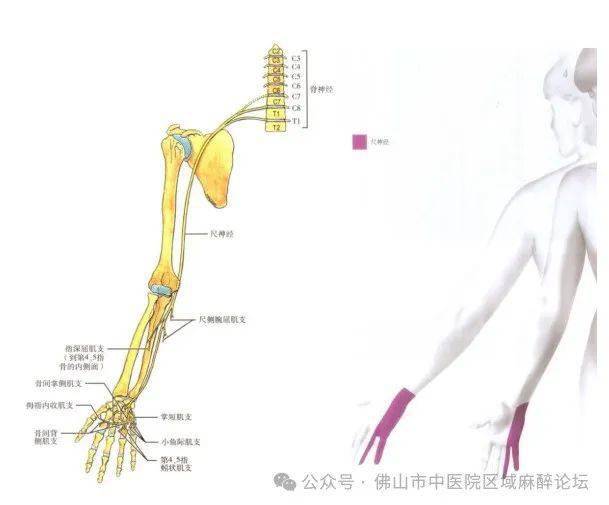 臂丛腋路定位技巧图片