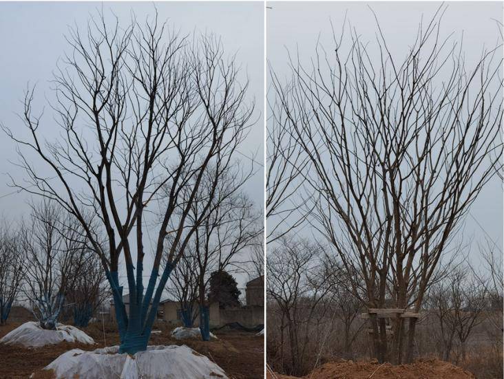 干货丨丛生乔木的应用_树形_分枝_朴树