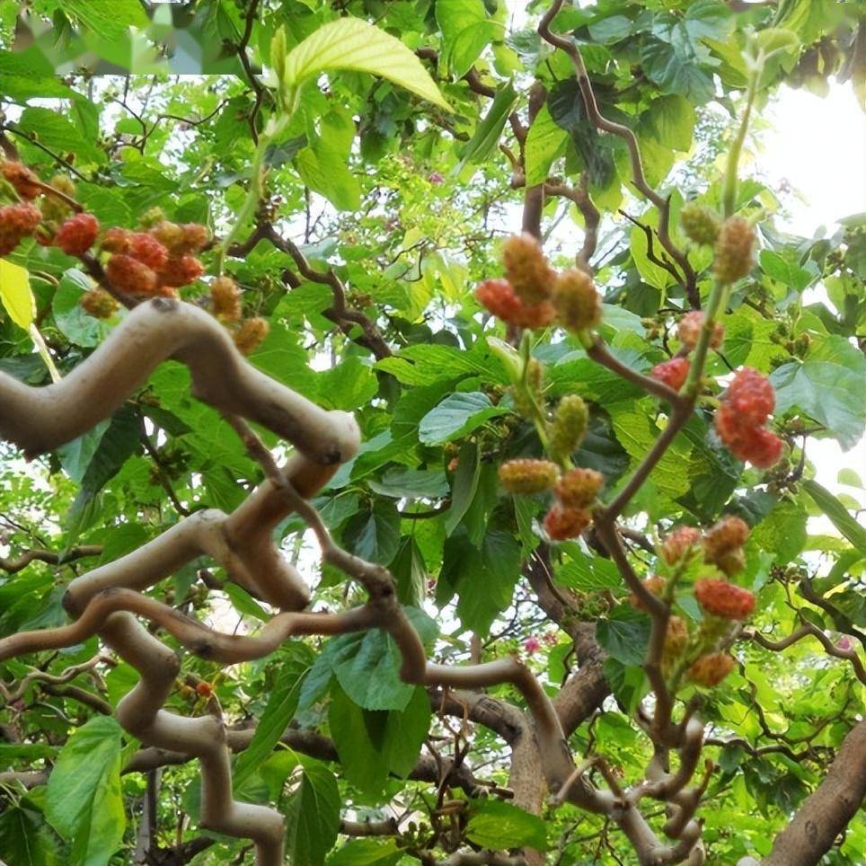 龙桑与普通桑树相比,除可采叶采果外,枝干曲折多变可做切花,为农林