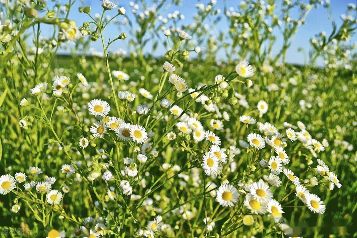 洋甘菊种植方法和时间