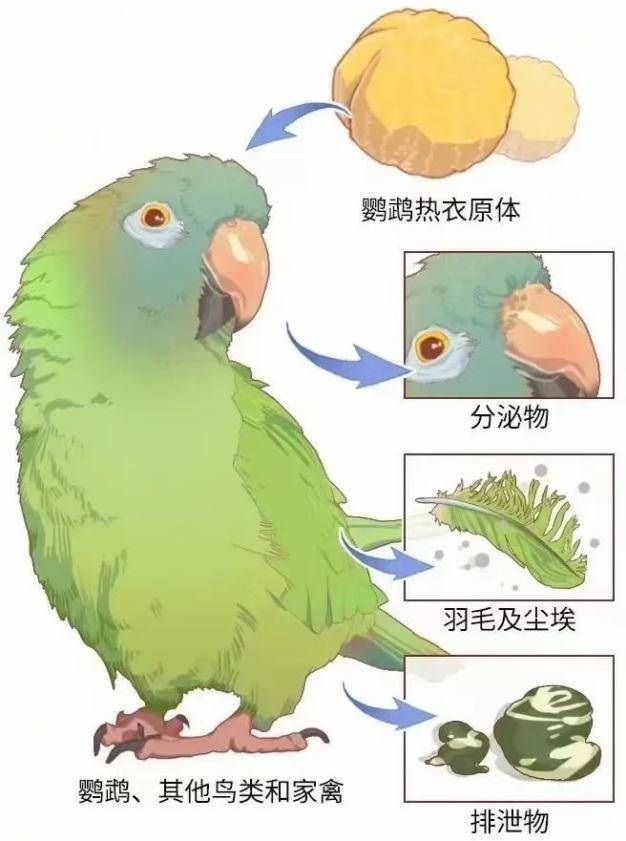 "鹦鹉热"衣原体的传播过程(图源网络)感染鹦鹉热衣原体后,患者通常