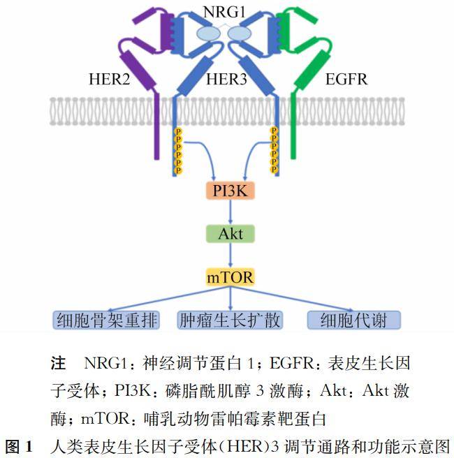 靶向her3治疗在头颈部鳞状细胞癌中的研究进展_受体_肿瘤_药物