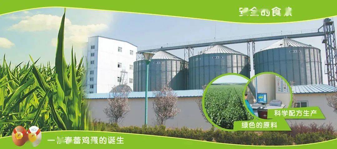 鸡苗孵化及销售;"春蕾"牌绿色食品和无公害食品鸡蛋生产销售;粮食收购