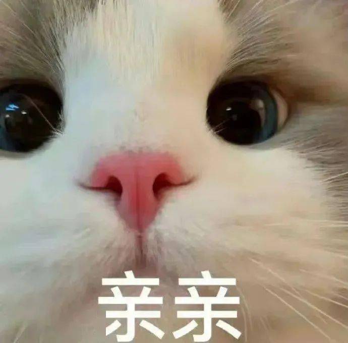 小猫咪很担心你表情包图片