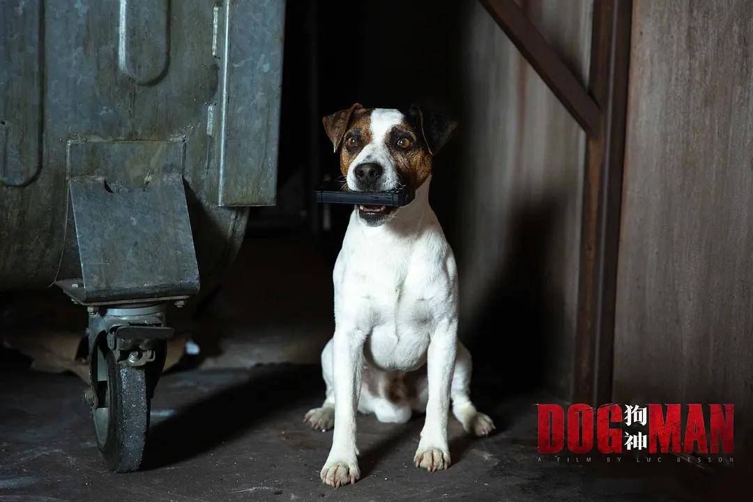 《狗神》:世界以痛吻我,我报之以歌_道格拉斯_狗狗