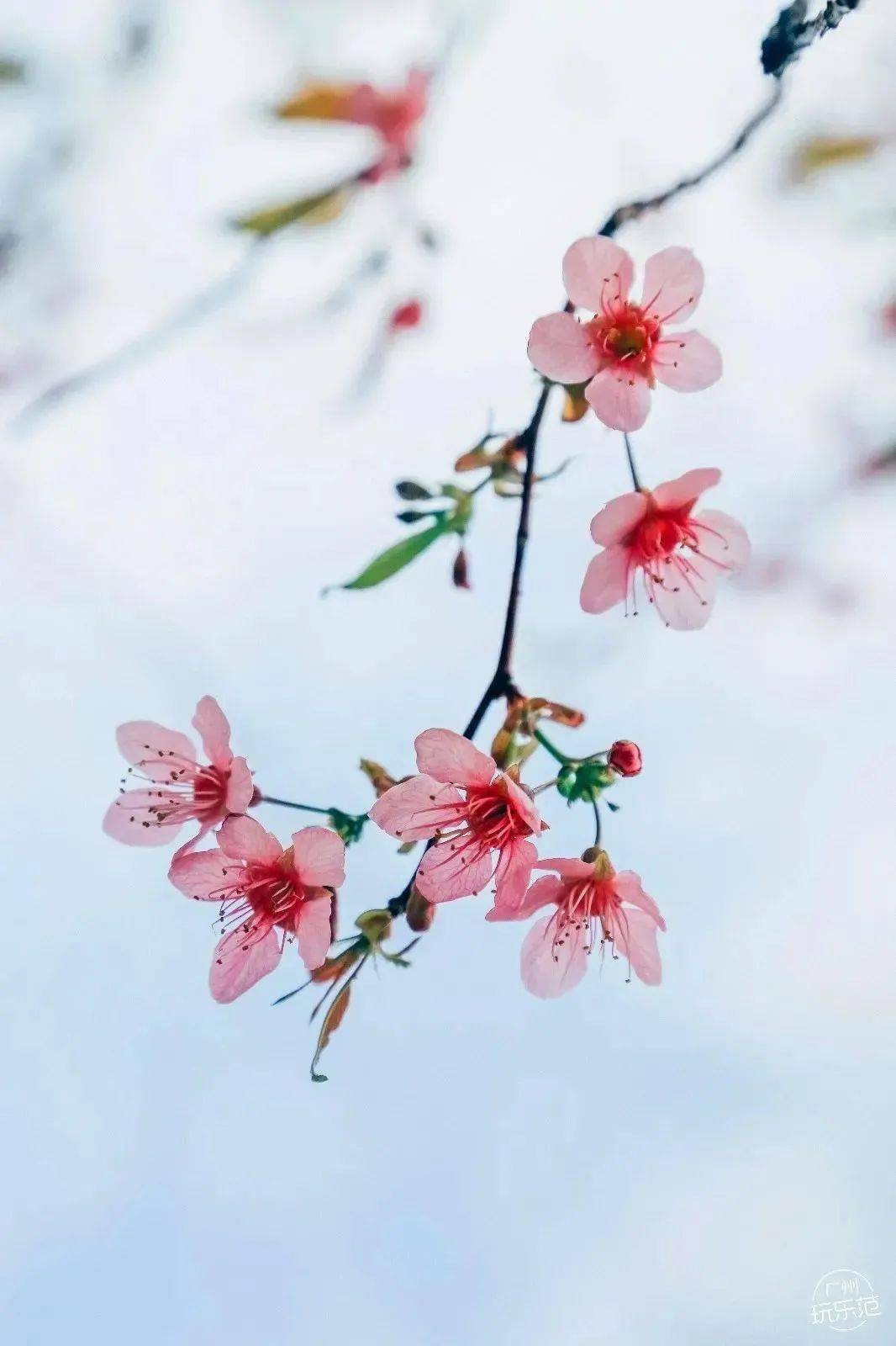 花景相融,阳光从花间穿过,点点花瓣随风落,走进樱花林下,景致如梦似幻