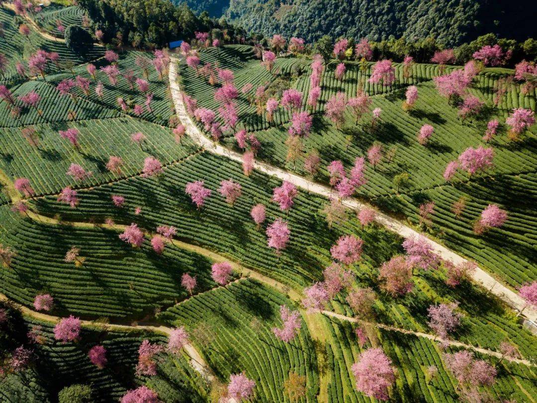 大理无量山樱花谷云南无量山樱花谷——大理南涧每年12月中旬,全国的