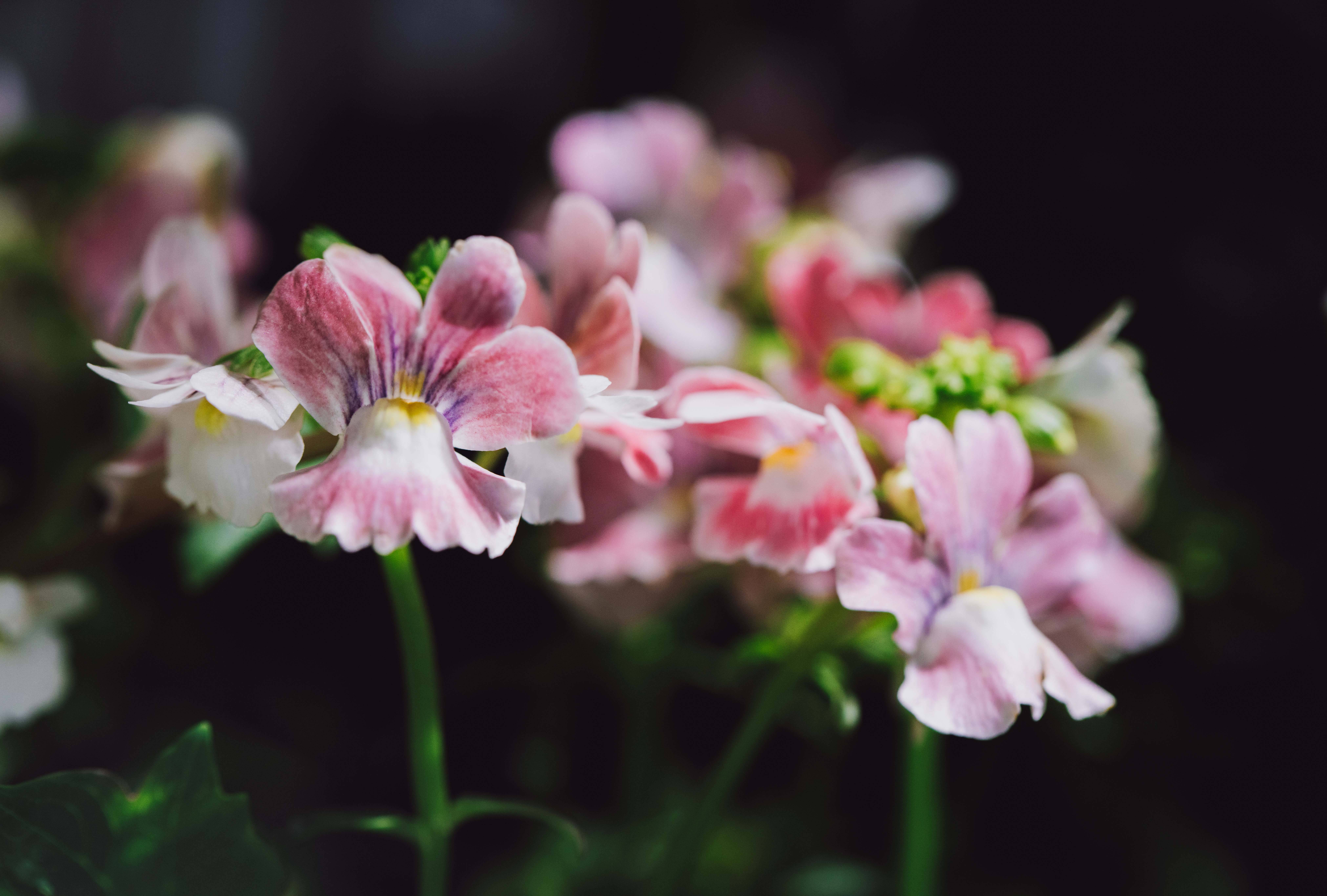 年味儿·上海|龙跃繁花间,上海辰山植物园2024迎春花展启幕