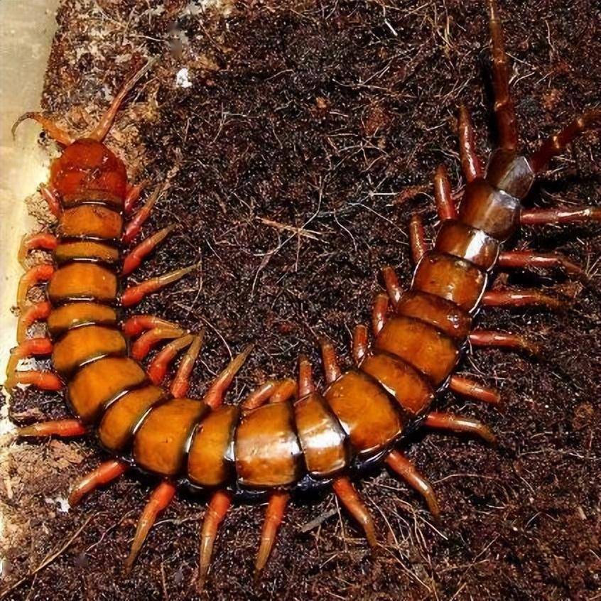 盘点世界十大脚最多的动物,你知道几种?_蜈蚣_昆虫_身体