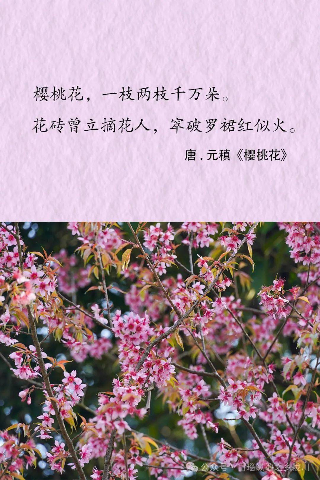 冬樱花​,云南冬天的专属浪漫