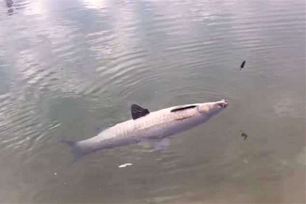 比较重,可以尽可能的绷直拉紧鱼线,所以几乎只适合黑坑钓青鱼和鲤鱼