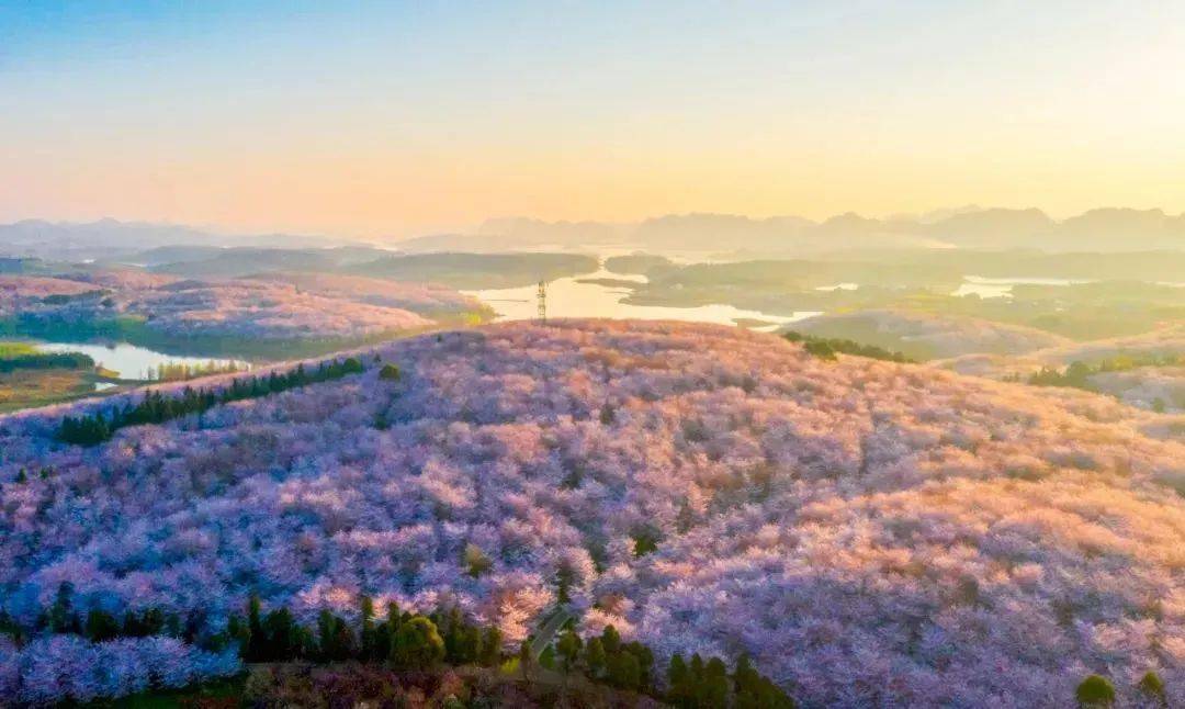 樱美黔西南 | 行摄世界最大樱花基地,领略世界级花园/峰林/峡谷/湖泊