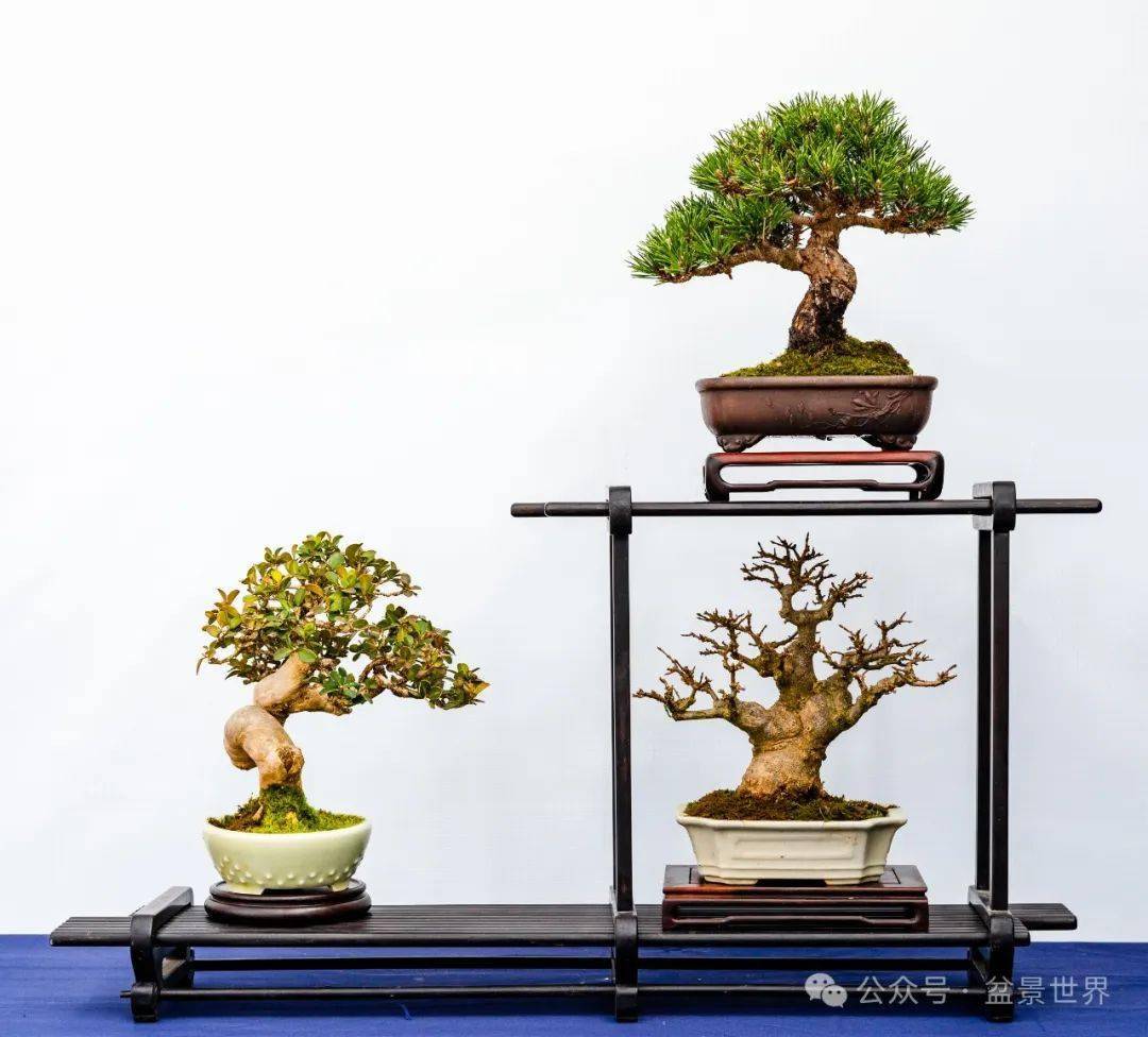 郑志林盆景艺术展全集_先生_作品_活动