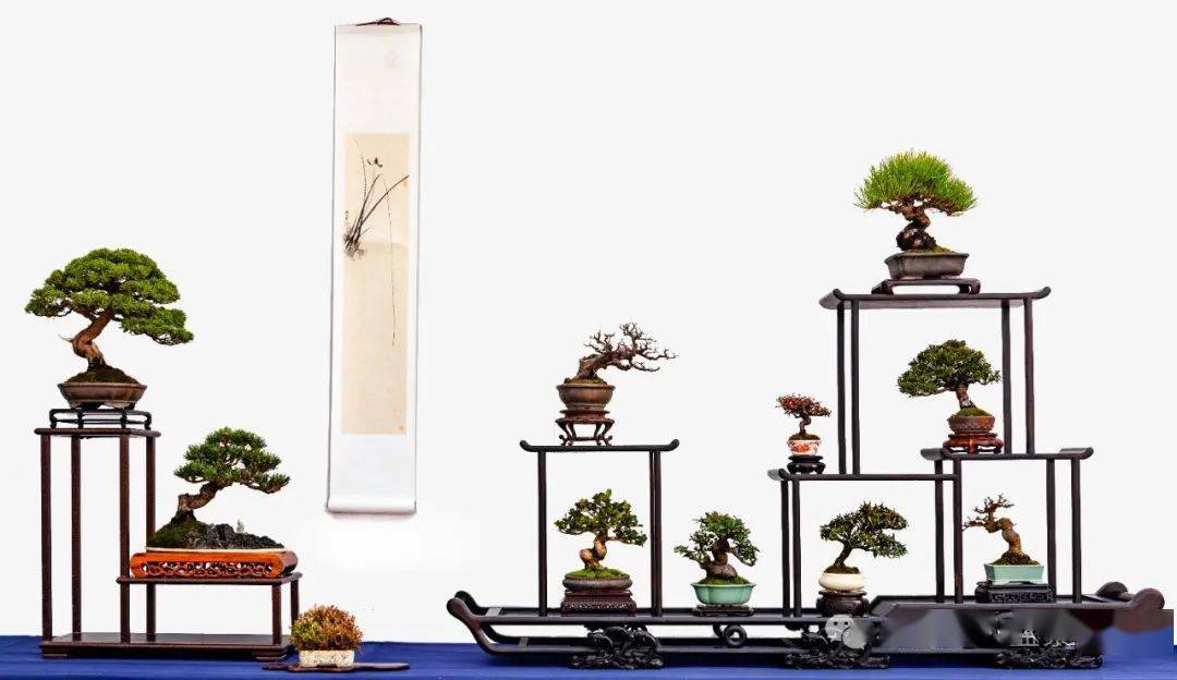 除夕大赏!郑志林盆景艺术展全集