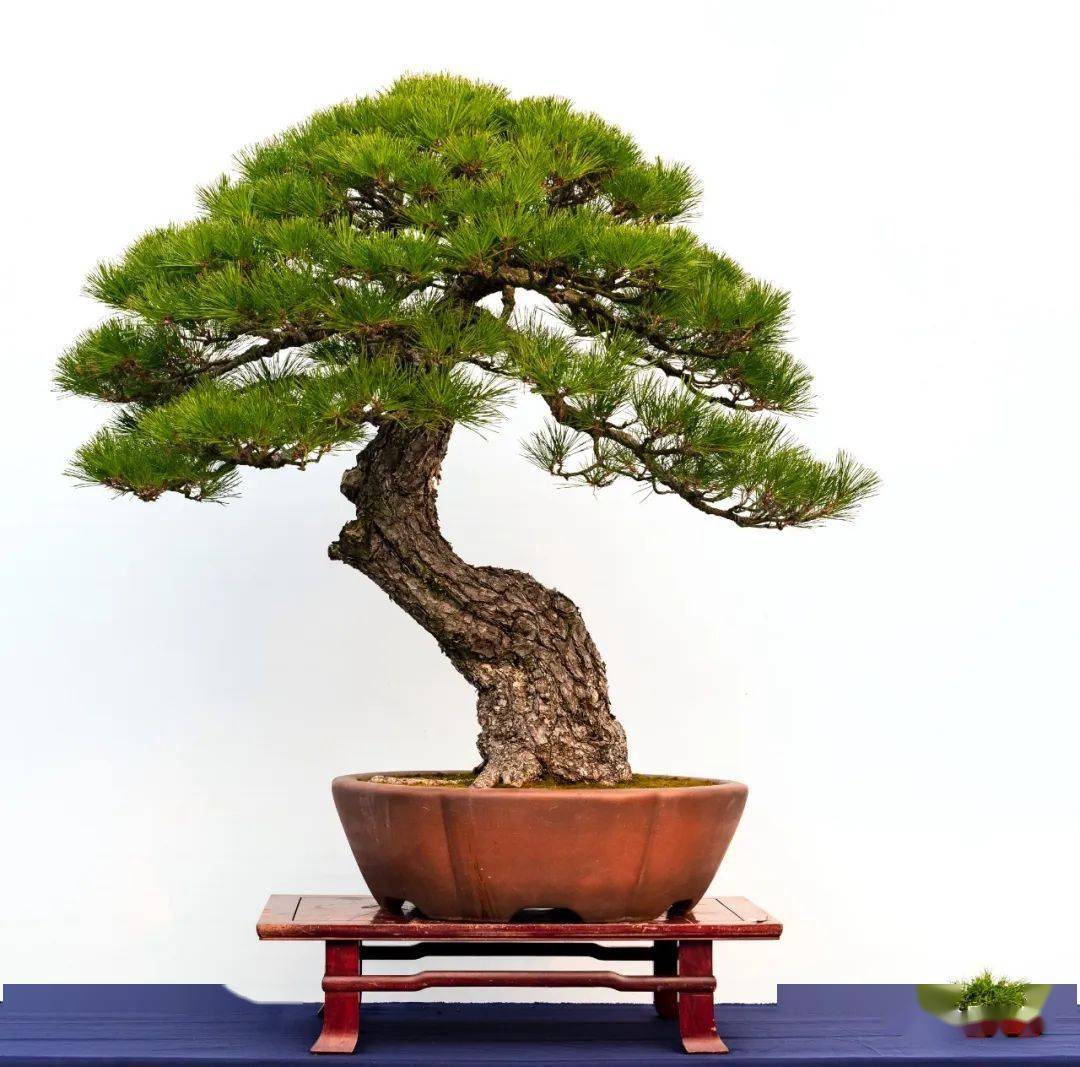 除夕大赏!郑志林盆景艺术展全集