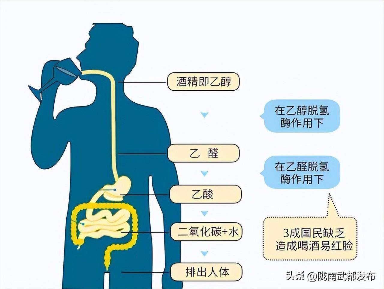 酒精代谢过程图图片