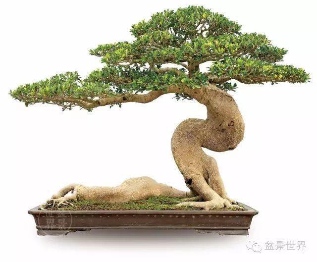 黄就成作品《游龙》(朴树,15cm×15cm)▲梁志明作品《风采》(山松