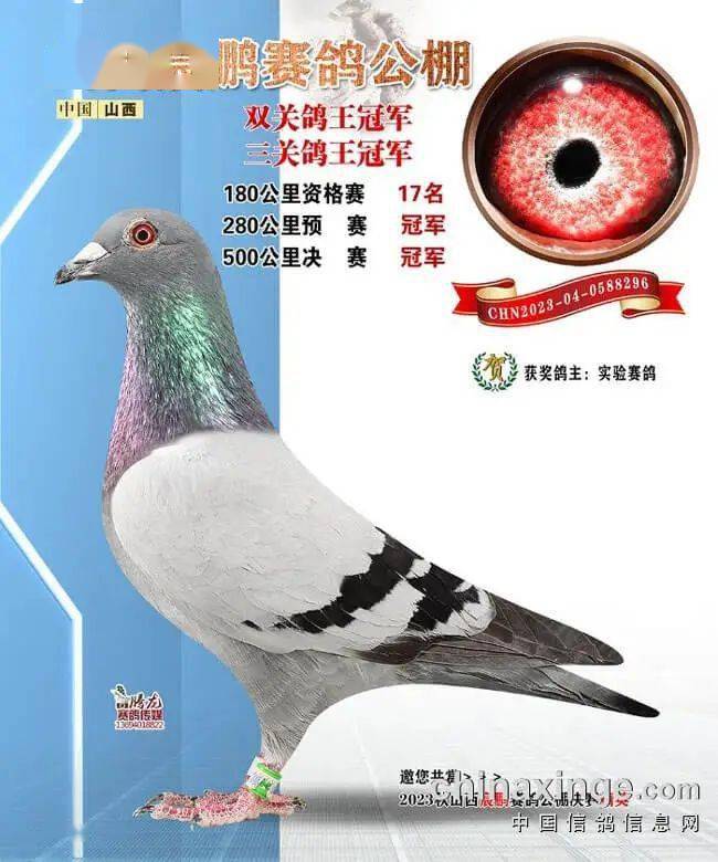 2023年赛场上的焦点英雄 鸽友眼中的"神奇小鸟"__决赛