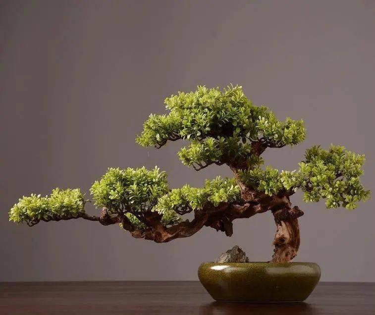 在培育与造型的过程中,捏塑出罗汉松盆景雄浑苍劲的!