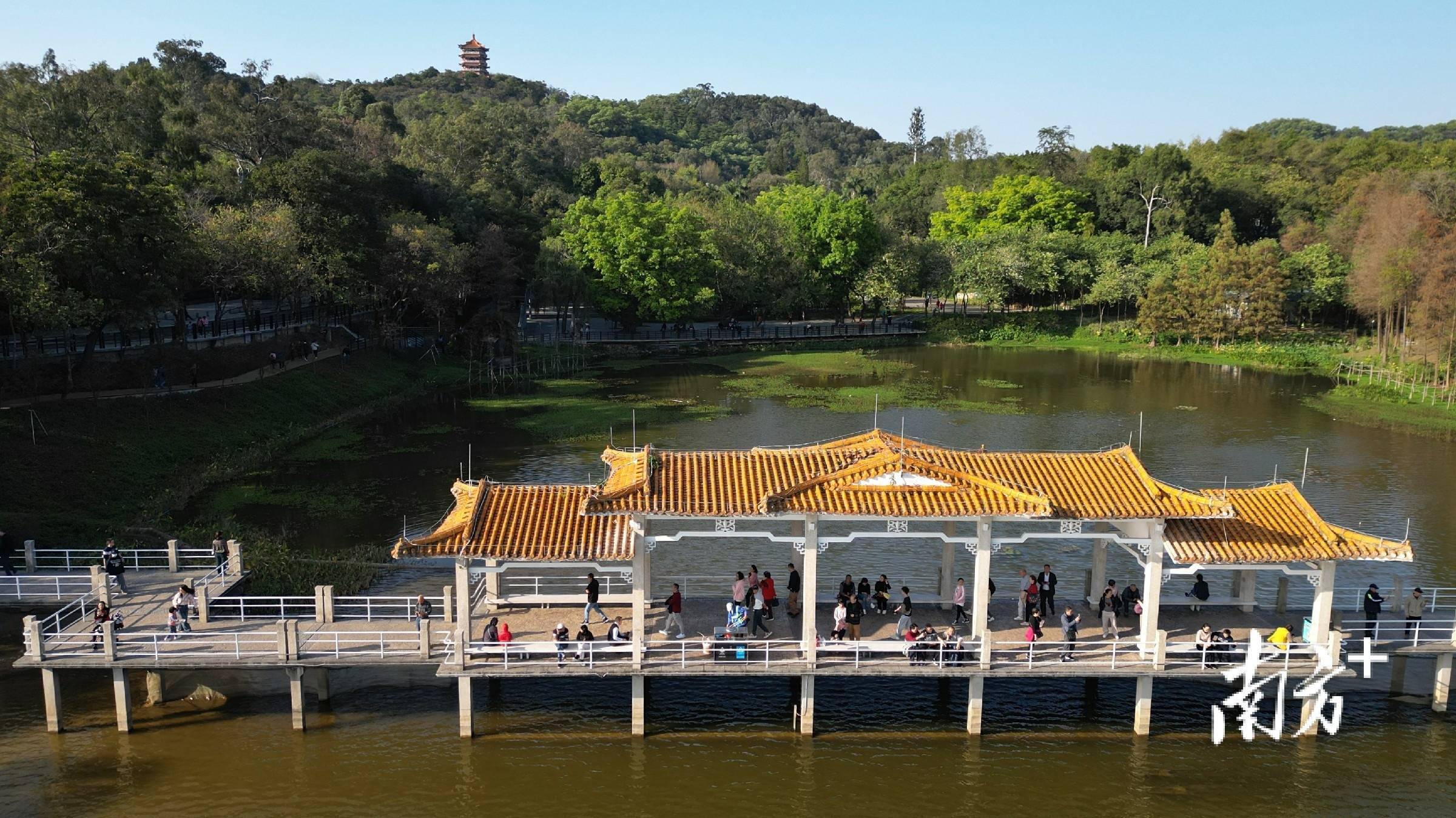 大年初三天气放晴,广州麓湖公园游人如织丨南方 视频_游客_市民_湖畔