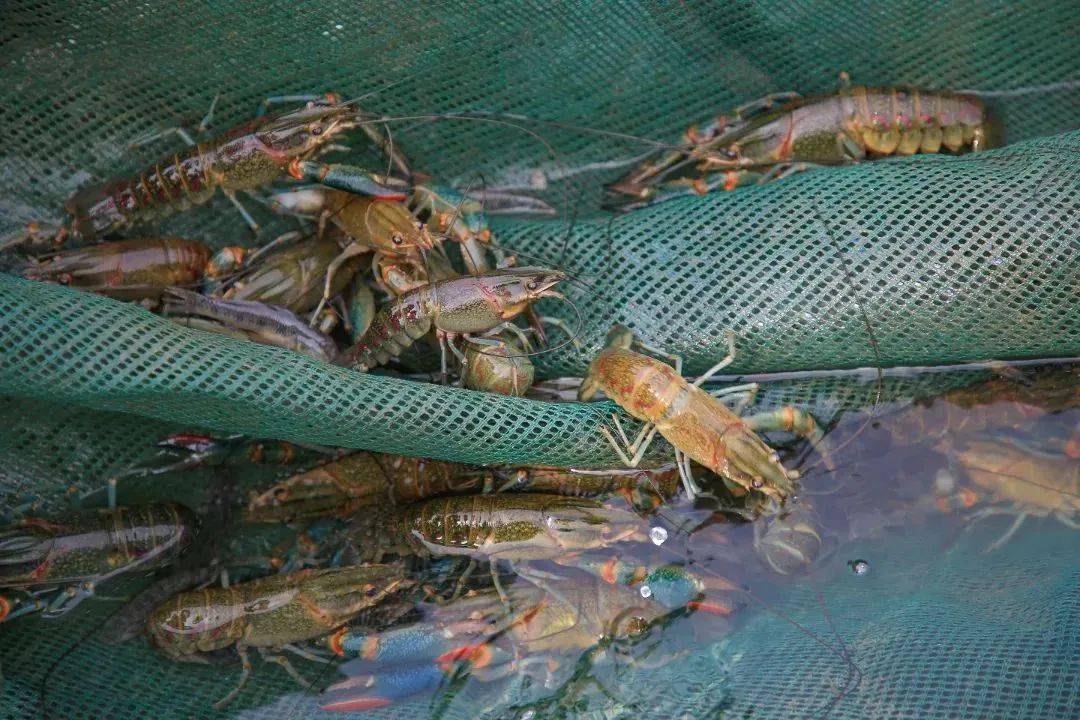 拜年带上ta,有排面!_寓意_沙家浜_常熟人