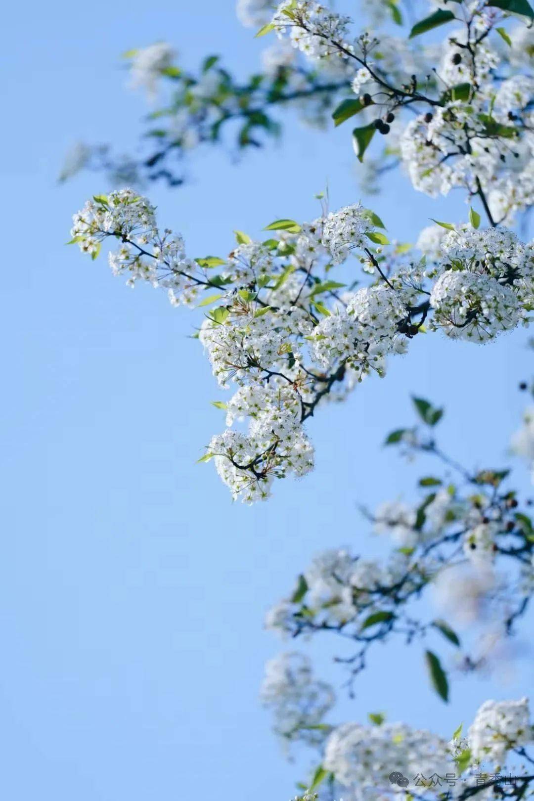 洁白如雪的梨花开了,赶快去打卡吧!_南宁_文章_微信