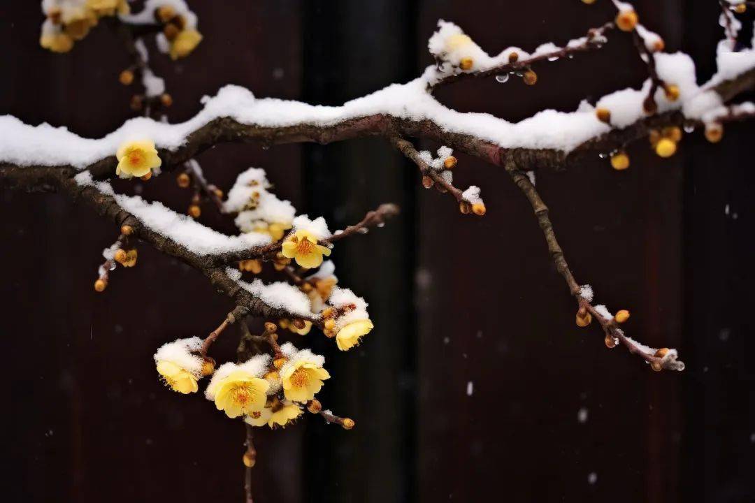 梅树跟梅花树的区别图片