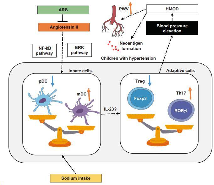 高血压与免疫系统_粒细胞_中性_损伤