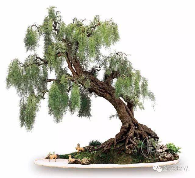 全国精品盆景展银奖▲河南朱金水作品《黄河颂》春柳同属的植物有100