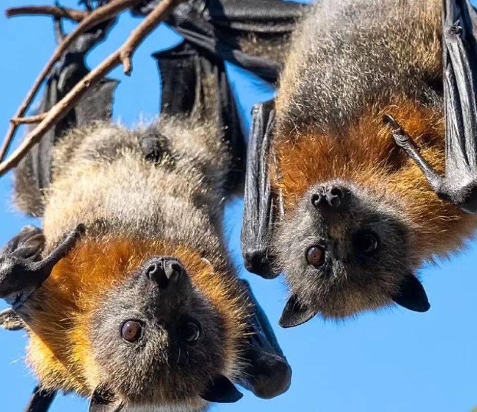 澳蝙蝠疑携带致命病毒,多名儿童恐已感染_症状_传播_澳洲