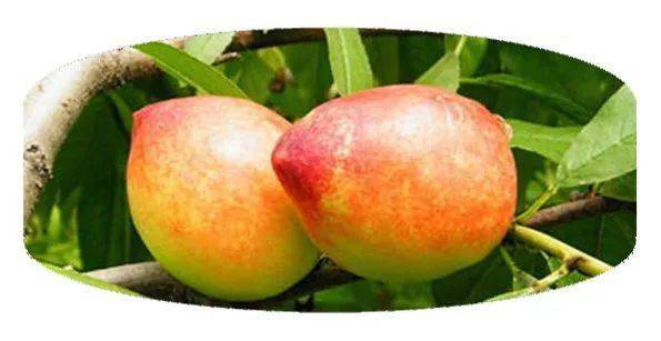 夕照诗行│钟岸先《紫金花果吟》(十六首)_清香_中国