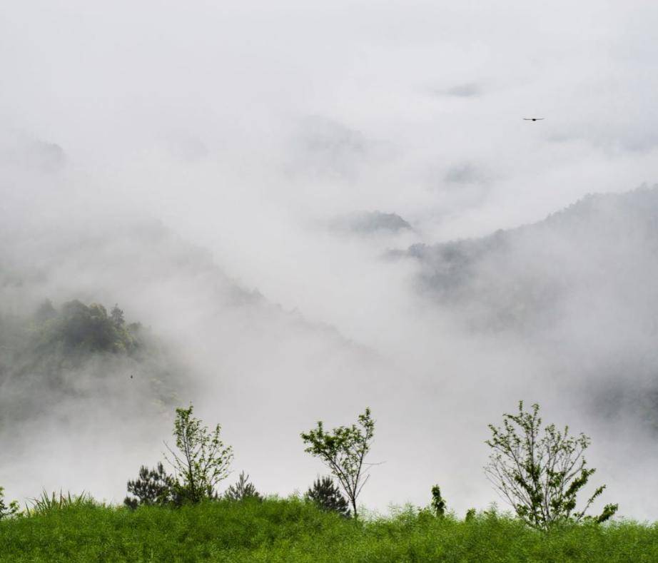 【開化尋龍記】開化龍頂騰雲出山遊四海_文化_茶葉