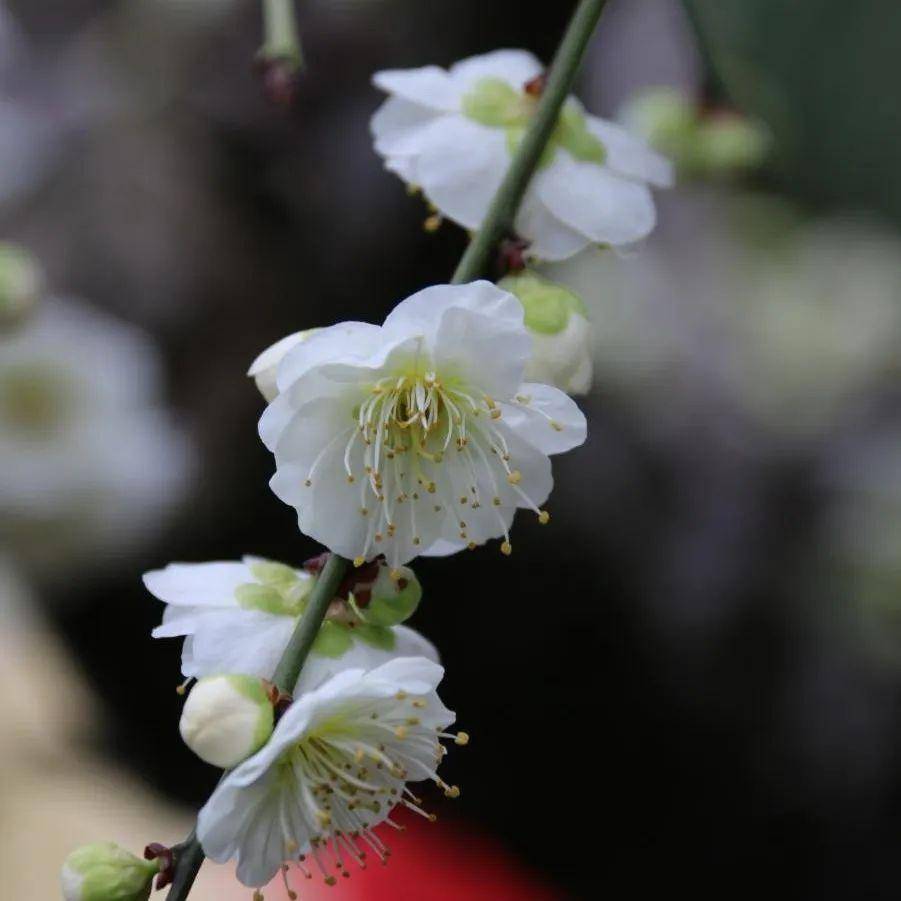 十大珍品梅花不容錯過,就在……_公園